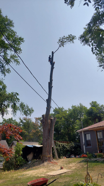 Cover photo of Lobo's Tree Service